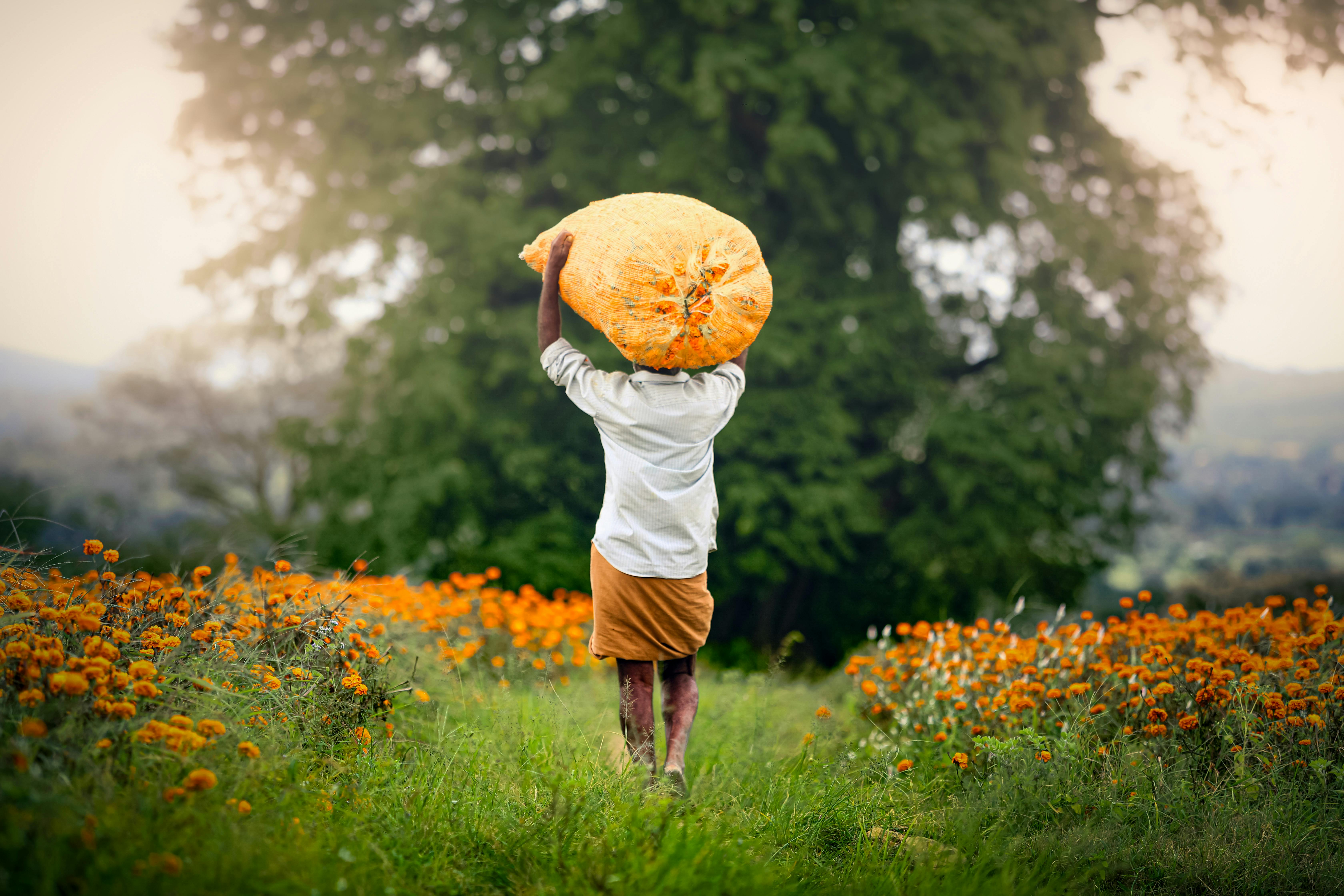 Gaonwala Foods about us.