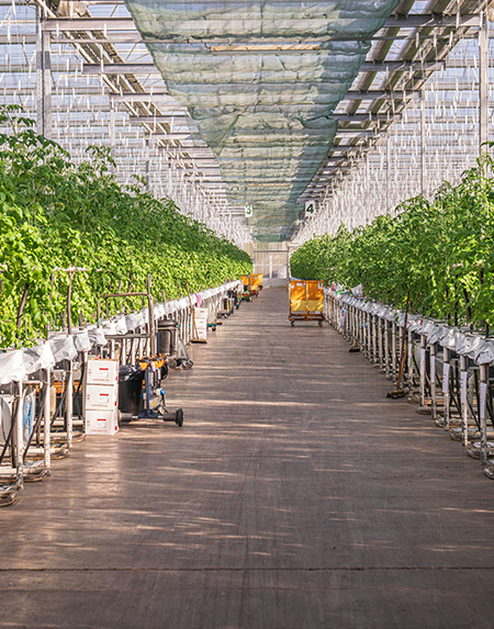 Gaonwala Foods about us.