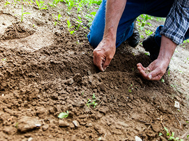 Gaonwala Foods about us.